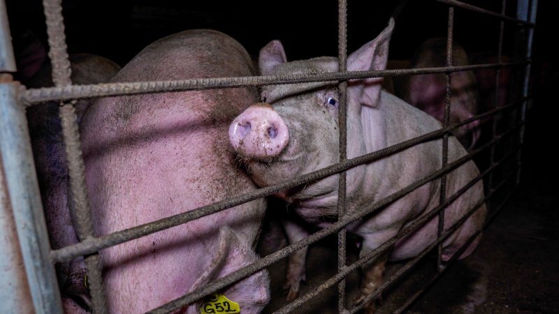 Pigs in a group housing pen