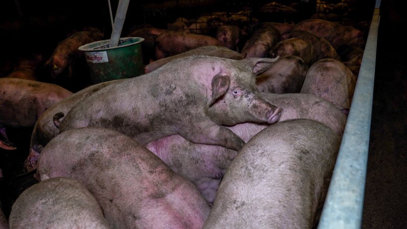 Pigs in a group housing pen