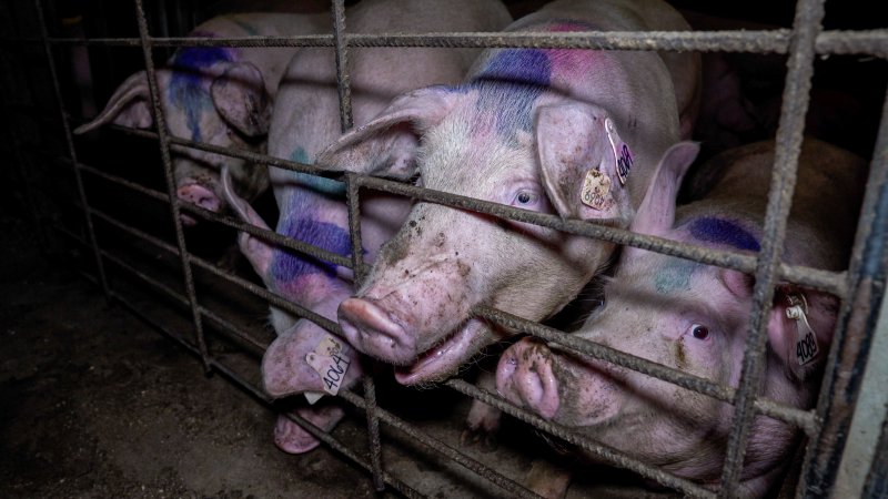 Sows gnaw at the bars of a group housing pen