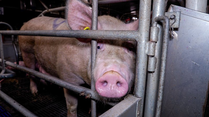 Sow in farrowing crate