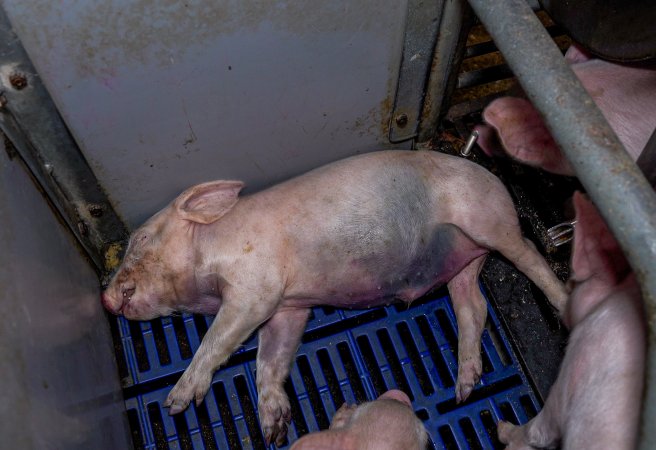 A dead piglet in a farrowing crate