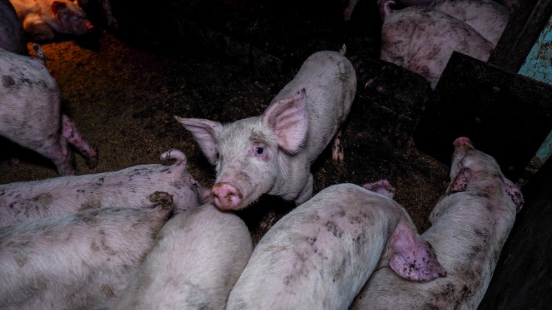 A piglet in a weaner pen