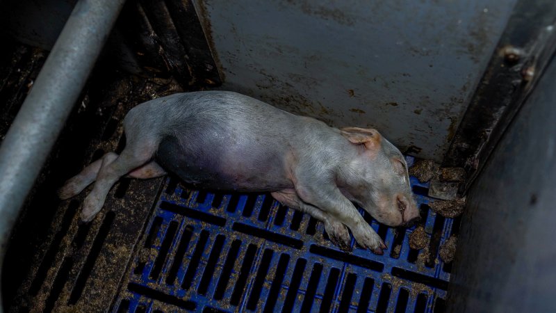 A dead piglet in a farrowing crate