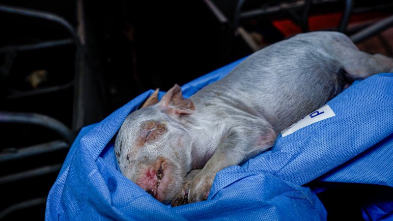 A dead piglet from a farrowing crate