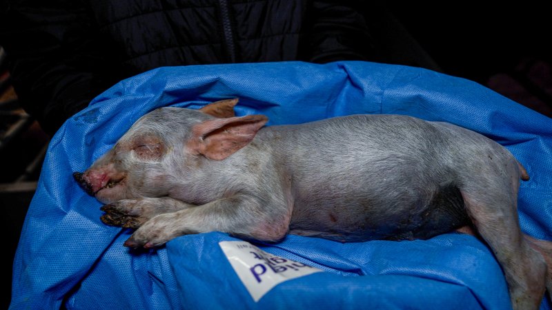 A dead piglet from a farrowing crate