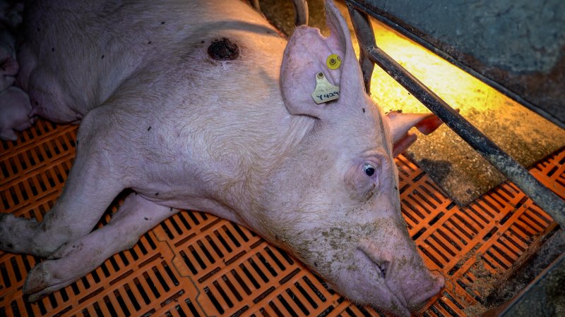 Injured sow in farrowing crate