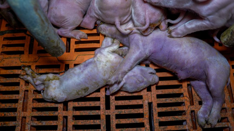 Dead piglets in a farrowing crate