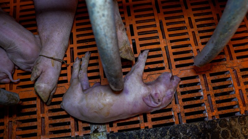 Dead piglet in a farrowing crate