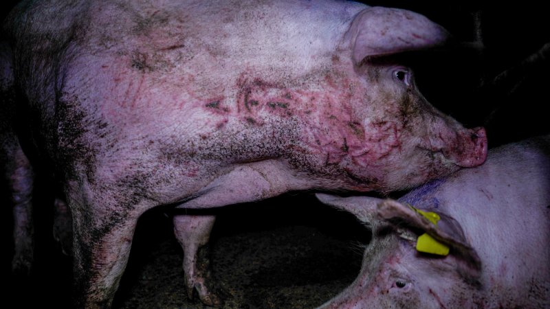 Injured sow in a group housing pen