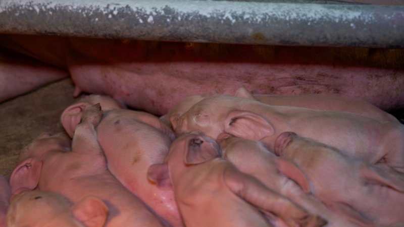 Piglets in a farrowing crate