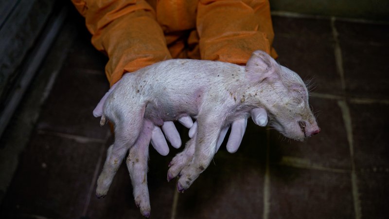 A dead piglet from a farrowing crate