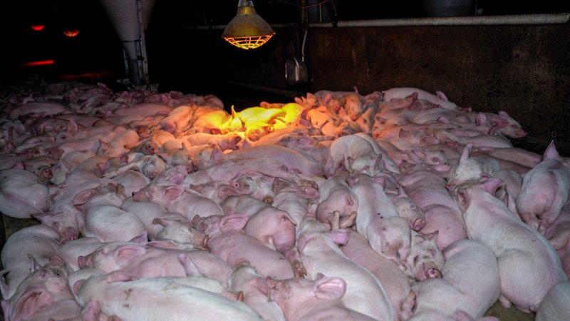 Piglets in a weaner pen