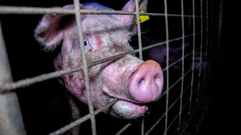 An injured sow in a group housing pen