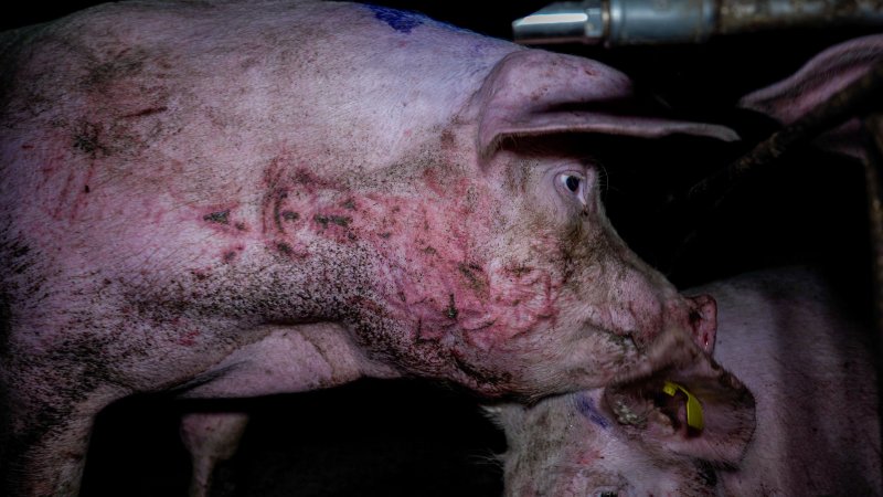 An injured sow in a group housing pen