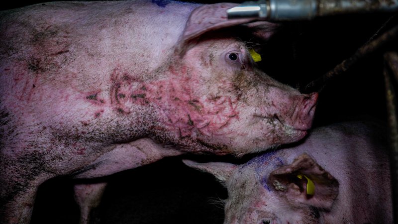 An injured sow in a group housing pen