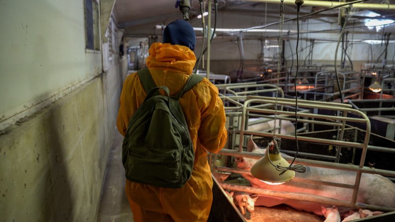 An investigator films inside a farrowing shed