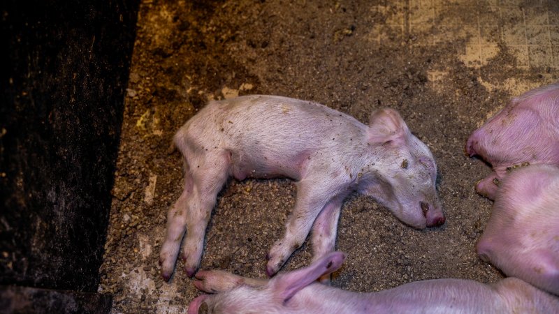 A dead piglet in a farrowing crate