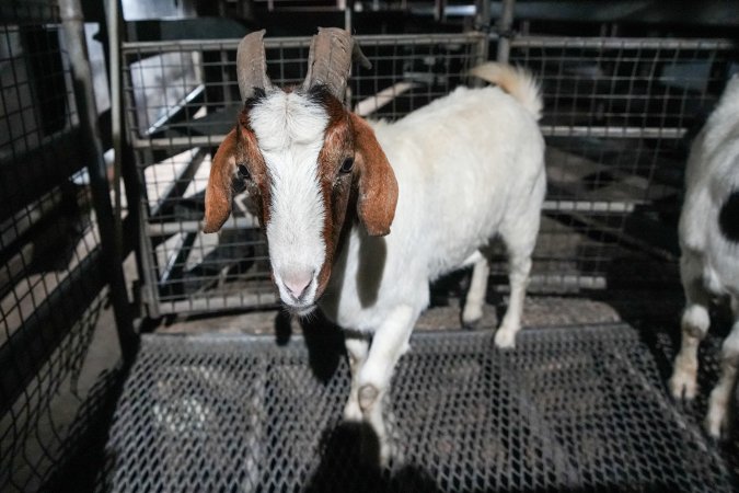 Goat in slaughterhouse holding pen