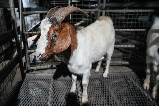 Goat in slaughterhouse holding pen