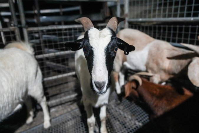 Goat in slaughterhouse holding pen