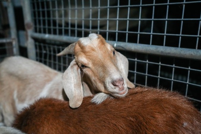 Goat in slaughterhouse holding pen