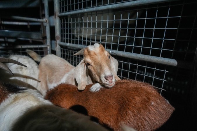 Goat in slaughterhouse holding pen