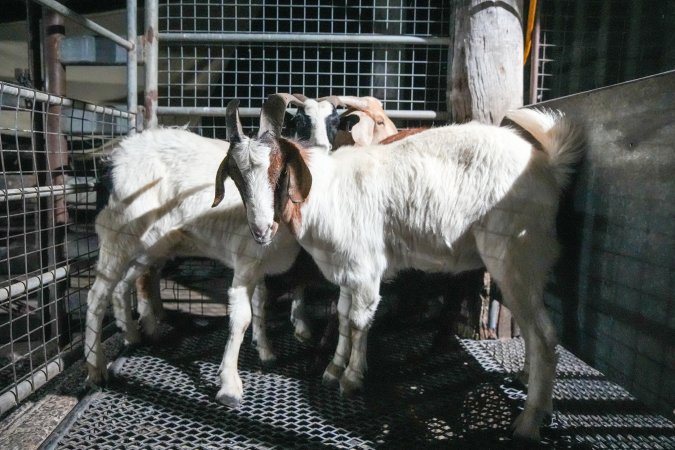 Goats in slaughterhouse holding pen