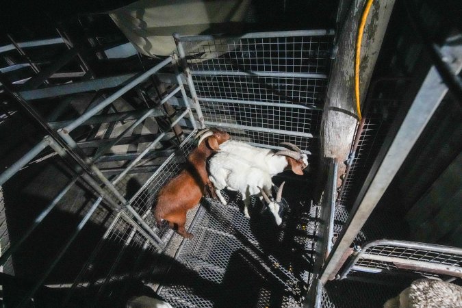 Goats in slaughterhouse holding pen