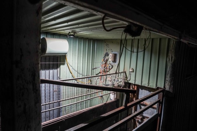 Cattle race and stun pen at slaughterhouse