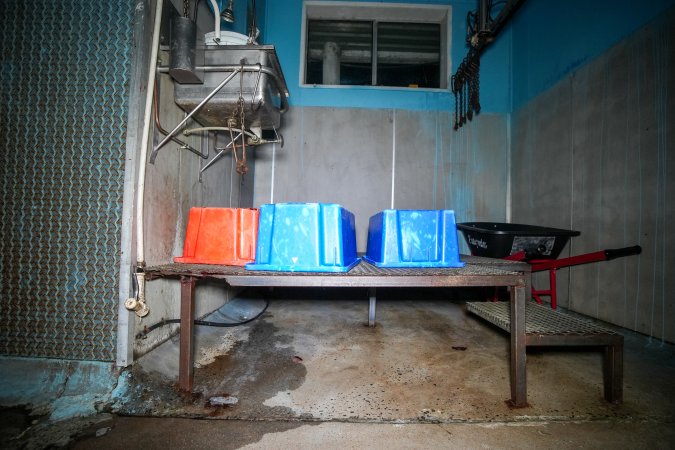 Tubs left on kill platform inside slaughterhouse