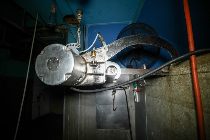 A saw inside a slaughterhouse kill room