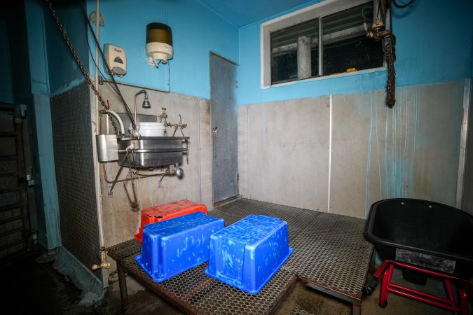 Tubs left on kill platform inside slaughterhouse