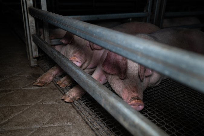 Two pigs huddled together in holding pen at Millmerran Meats