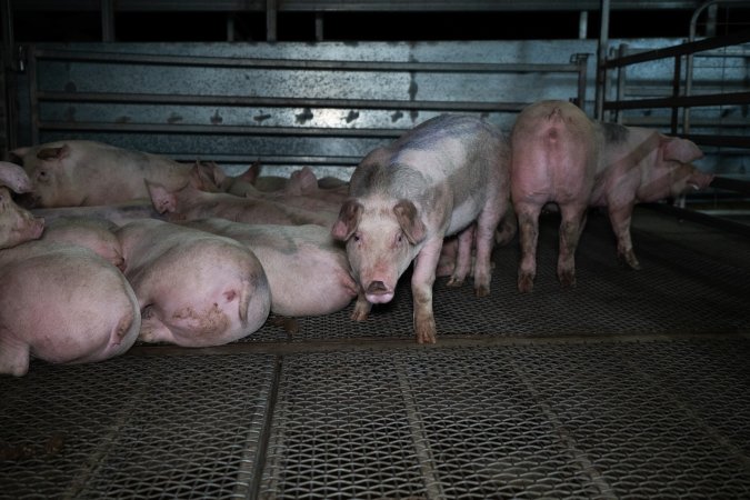 Single pig standing before camera, surrounded by other pigs lying down in the holding pen outside Millmerran Meats