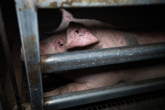 Single pig behind holding pen bars at Millmerran Meats