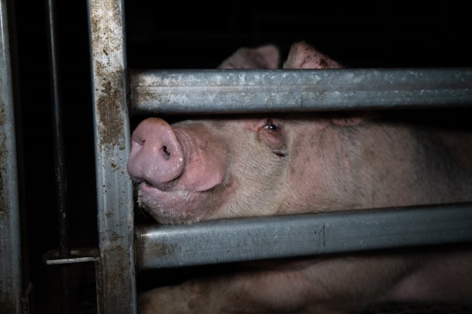 Single pig behind holding pen bars at Millmerran Meats