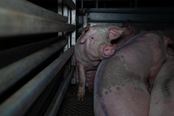 Pig tucked into the corner of holding pens at Millmerran Meats, surrounded by other pigs