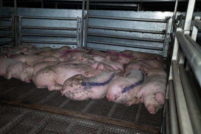 Group of pigs sleeping on cold grated floors in the holding pens outside Millmerran Meats