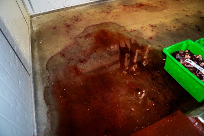 Pool of blood on the slaughterhouse floor inside Millmerran Meats