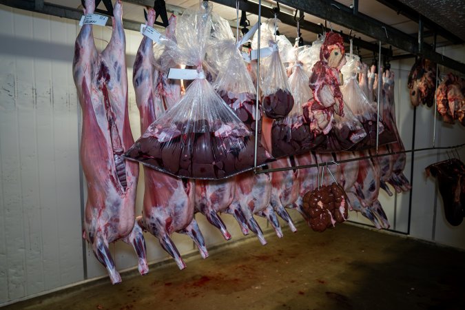 Bodies & bags hanging in the chiller room at Millmerran Meats slaughterhouse