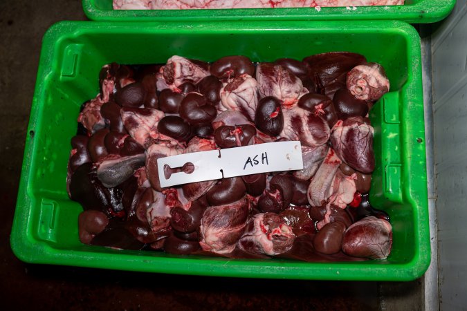 Organs and body parts dumped in plastic basket; a tag with 'Ash' written on it is placed on top of the organs