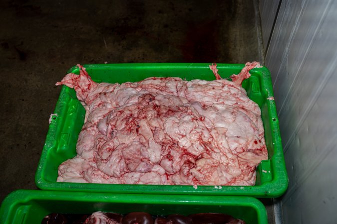 Bucket of guts at Millmerran Meats slaughterhouse