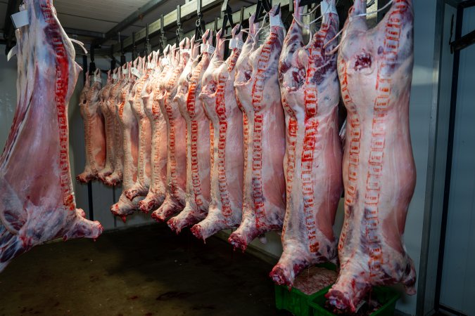 Bodies & bags hanging in the chiller room at Millmerran Meats slaughterhouse