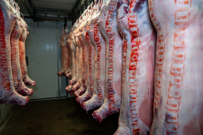 Bodies & bags hanging in the chiller room at Millmerran Meats slaughterhouse