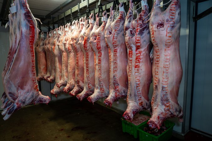 Bodies & bags hanging in the chiller room at Millmerran Meats slaughterhouse