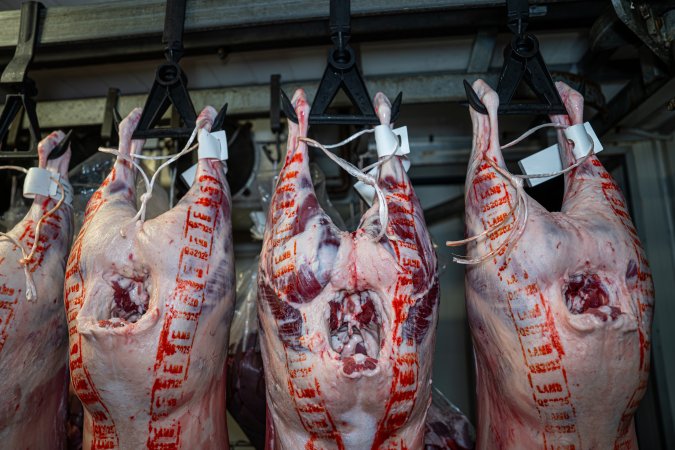 Bodies & bags hanging in the chiller room at Millmerran Meats slaughterhouse