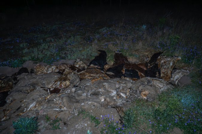 Dead pile in the field nearby Millmerran Meats Slaughterhouse