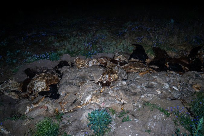 Dead pile in the field nearby Millmerran Meats Slaughterhouse