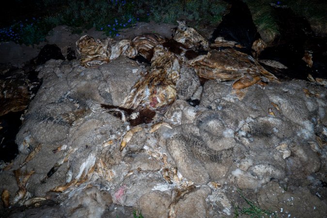 Dead pile in the field nearby Millmerran Meats Slaughterhouse