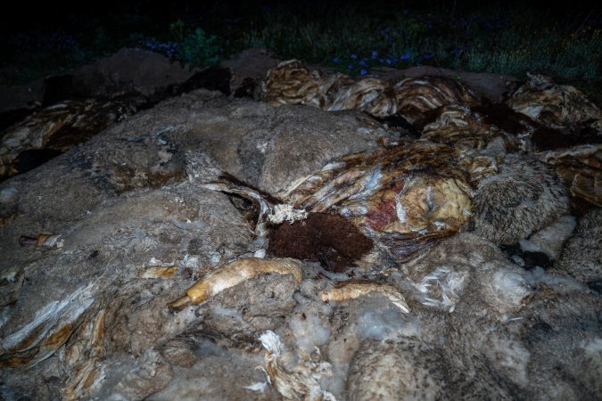 Dead pile in the field nearby Millmerran Meats Slaughterhouse